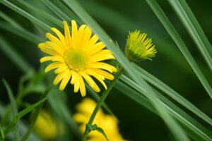 薄毛の悩みを解決するための効果的な対策は？