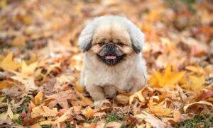 高校生の薄毛の原因とは何ですか？