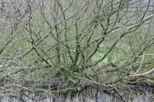 ハゲの若い男性が彼女を作るための秘訣は？