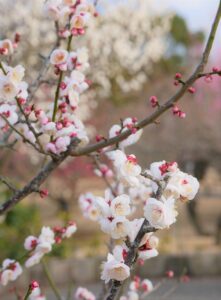 早期AGAの進行を止める方法は？