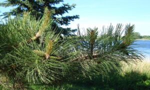 早期AGA治療の費用目安はどのくらい？