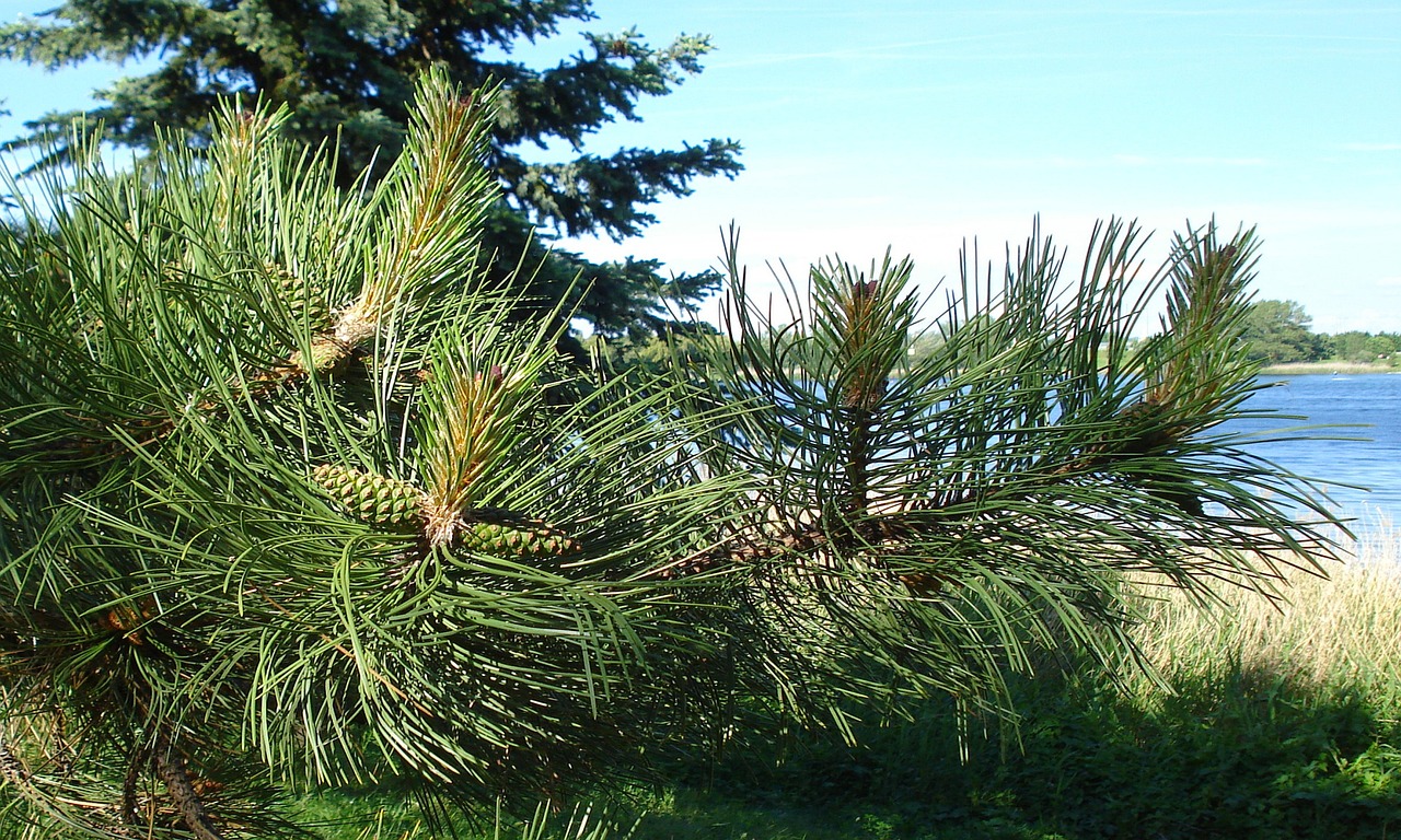 早期AGA治療の費用目安はどのくらい？