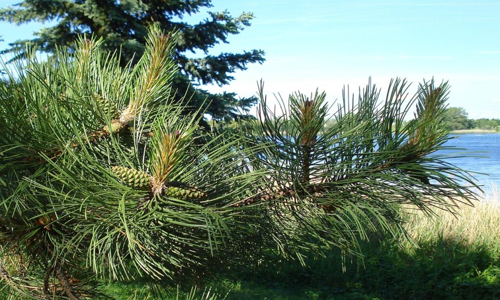 早期AGAの血液検査はなぜ必要性があるのか？