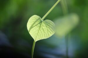 高校生が薄毛について親に相談する際のポイントは？