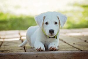 抜け毛に白い根がついてるのはなぜ？その原因と対策を徹底解説！