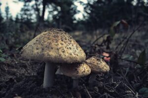 薄毛の人が食べてはいけないものとは？